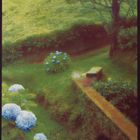 Hydrangeas, Hillside, Lagoa do Fogo