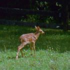 Untitled (deer in meadow, still from We Share a Paradise)
