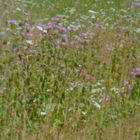 Untitled (meadow, still from We Share a Paradise)