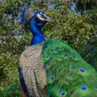 Untitled (Peacock, still from We Share a Paradise)