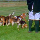 Untitled (Hunting dogs in meadow, still from We Share a Paradise)