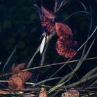 Les eaux sombres # 03