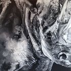 Rhinocéros 