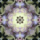 Appreciation Mandala #4