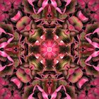 Appreciation Mandala #1