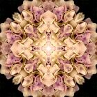 Appreciation Mandala #2