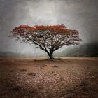 Flamboyant solitaire