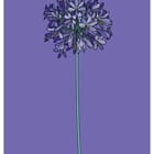 African Lily