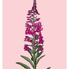 Rosebay Willow Herb