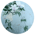 Perpetual Spring, Magnolia