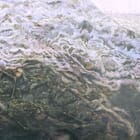 Waiting in the Wings