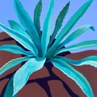 Century Plant on the Rocks