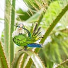 GREEN MONK PARROT