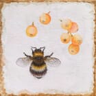 Bombus I