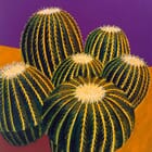 Golden Barrel Cactus