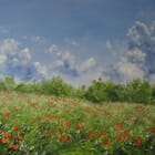 Frémissement des herbes et fleurs