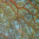 Flying Carpets – Himalayan Cedar