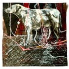 Where The Light Bends 