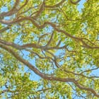 Flying Carpets – Pedunculate Oak 