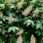 Flying Carpets – Bottlebrush Buckeye 