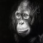 Les Yeux de la Sagesse