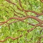 Flying Carpets – Pinocchio's Oak