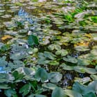 Flying Carpets – Water Lilies I