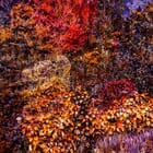 Wall of Nature LXII (Framed)