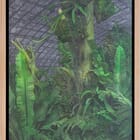 Les serres d'Auteuil XV