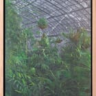 Les serres d'Auteuil IX