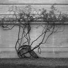 Insurrection I (Washington, DC)