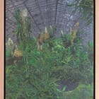 Les serres d'Auteuil VIII