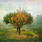 Bird's and tree land