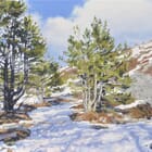 Pines on Snowy Mount Mézenc