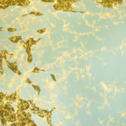 The Spirit Catches You