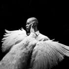 Of Feathers and Flesh