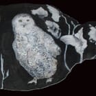 La chouette dans la nature 