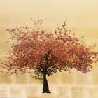 Prunus Serrulata XIII