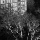 Keystones (Winter Trees)