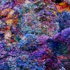 (Masterpiece Edition) Wall of Nature LV