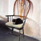 Cat on a chair