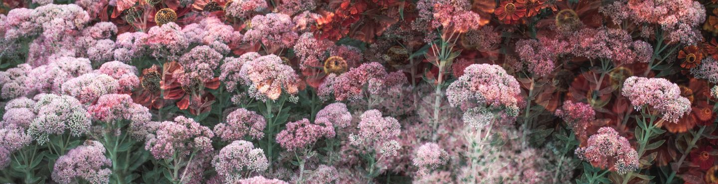 La Wishlist de Carrie Scott