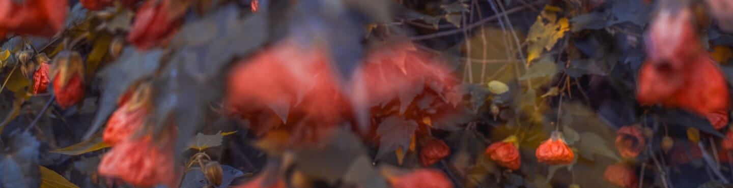 The Arrival of Spring