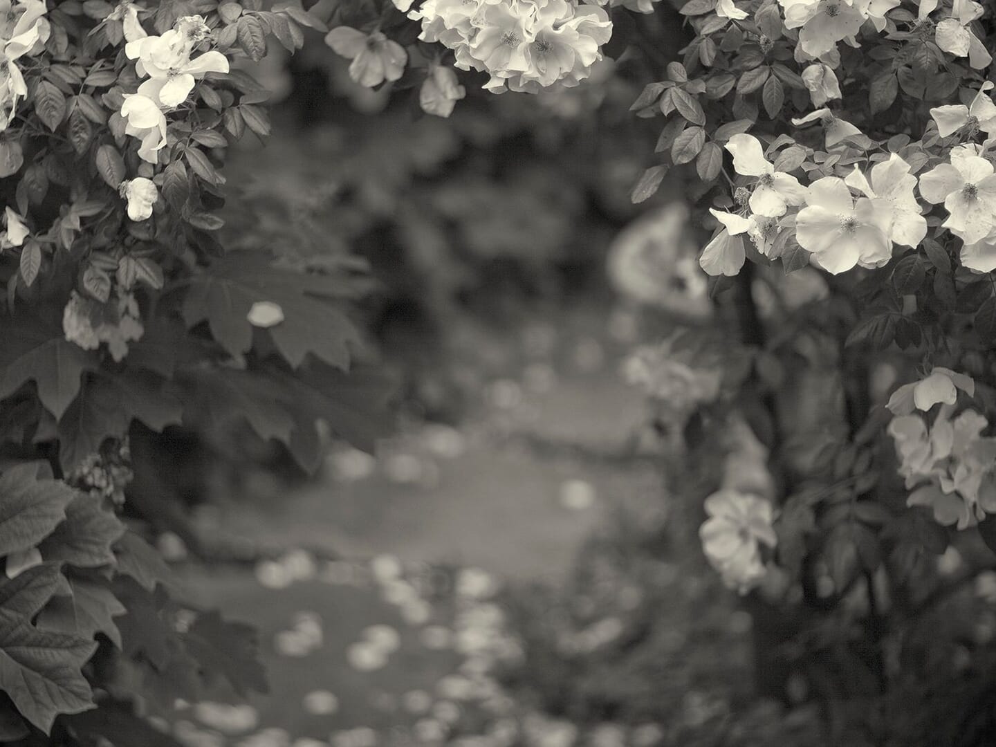 Botanical: The Art of Plants