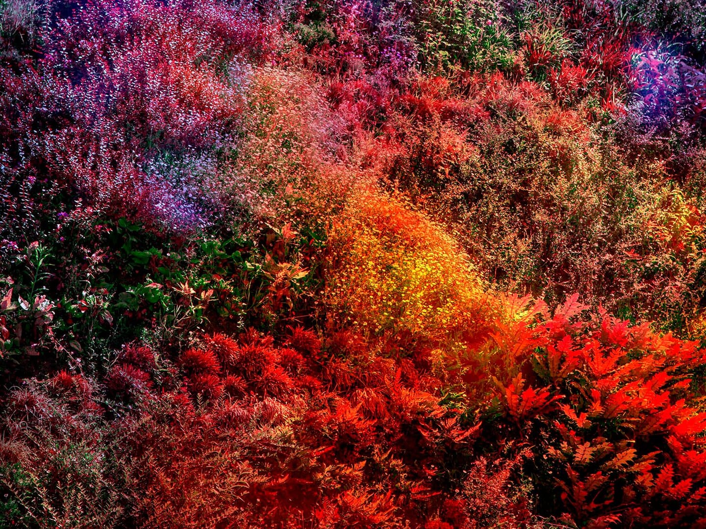 Wall of Nature at The Royal Photographic Society of Spain (Real Sociedad Fotográfica)