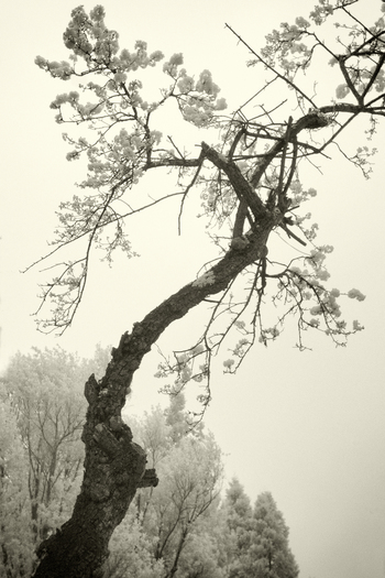 Green Flower Street by Geoffrey Ansel Agrons