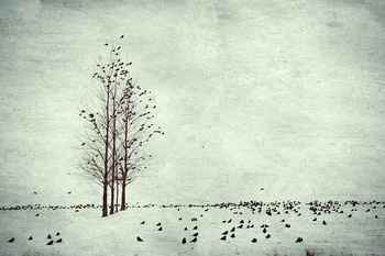 Winter birds blue - Limited edition print by Nadia Attura