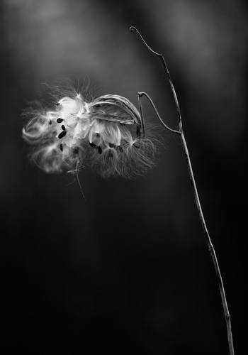 Milkweed Down by Geoffrey Ansel Agrons