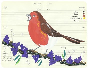 Robin by Fran Giffard