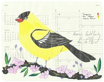 American Goldfinch by Fran Giffard